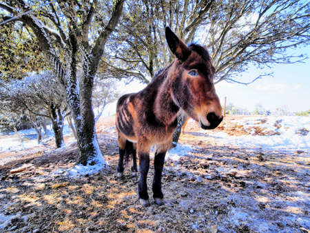 Horse   の写真素材