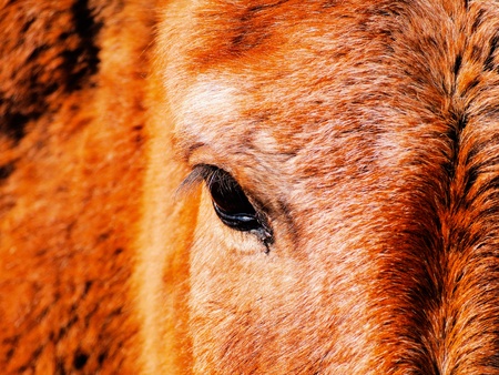 Horse Eye の写真素材
