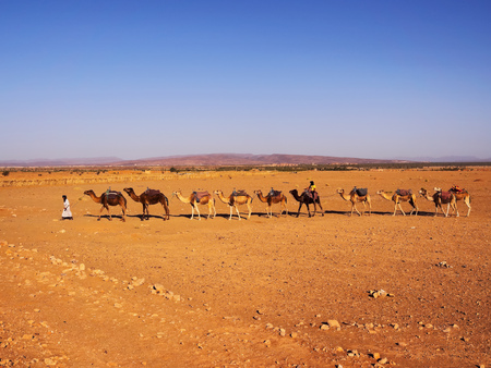 Camel on Zagora Desert in Morocco, Africaの写真素材