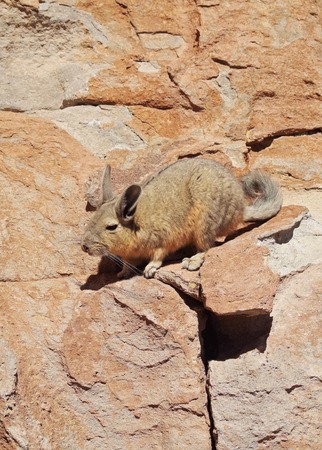 Bolivia, Potosi Departmant, Nor Lipez Province, Viscacha(Lagidium viscacia) in the Valle de las Rocas(Rocks Valley).の写真素材