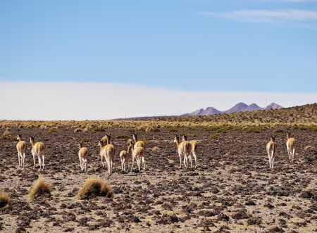 Bolivia, Potosi Department, Vicugnas in the Sur Lipez Province.の写真素材
