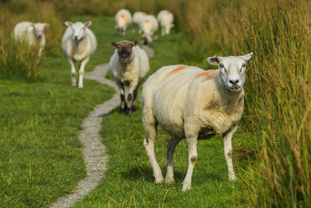 UK, Scotland, Fort William, Sheeps on the field near the city.の写真素材