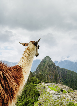 Llama in Machu Picchu, Cusco Region, Peruの写真素材