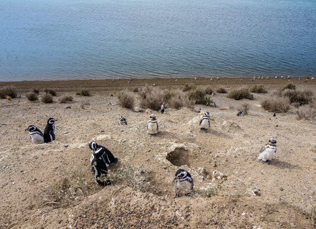 Magellanic penguins (Spheniscus magellanicus) in Caleta Valdes, Valdes Peninsula, UNESCO World Heritage Site, Chubut Province, Patagonia, Argentinaの写真素材