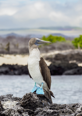 Blue-footed booby (Sula nebouxii) on the rocky coast by the Bachas Beach, Santa Cruz or Indefatigable Island, Galapagos, Ecuadorの写真素材