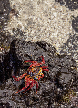Sally Lightfoot Crab (Grapsus grapsus), Floreana or Charles Island, Galapagos, Ecuadorの写真素材