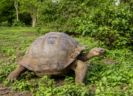 Giant Tortoise, El Chato, Highlands of Santa Cruz or Indefatigable Island, Galapagos, Ecuadorの写真素材