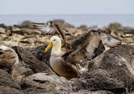 Waved albatross (Phoebastria irrorata), Punta Suarez, Espanola or Hood Island, Galapagos, Ecuadorの写真素材