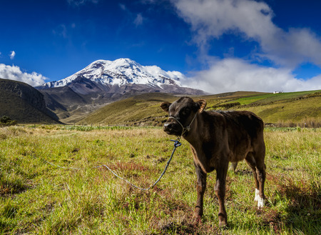 Cow and Chimborazo Volcano, Chimborazo Province, Ecuadorの写真素材