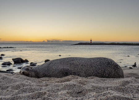 Sea Lion (Zalophus wollebaeki) at sunset, Punta Carola Beach, San Cristobal or Chatham Island, Galapagos, Ecuadorの写真素材