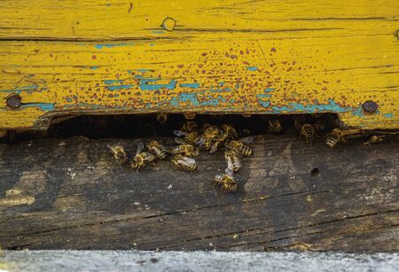 Beehive in Apiary, detailed view, Wolnica, Lublin Voivodeship, Poland