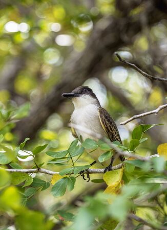 Flycatcher in Queen Elizabeth II Botanic Park, North Side, Grand Cayman, Cayman Islandsの写真素材