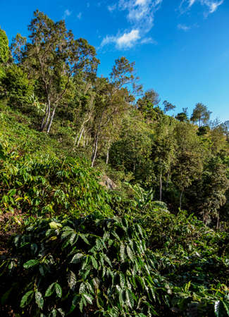 Coffee Plantation, Blue Mountains, Saint Andrew Parish, Jamaicaの写真素材