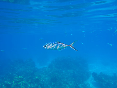 Underwater photo taken during the Palancar Gardens, El Cielito and Colombia Deep Reef Snorkelling Tour, Cozumel Island, Quintana Roo State, Mexicoの写真素材
