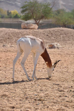 Gazelle, Dama (Gazella d.) Native to North Africa and here in the Middle Eastの写真素材