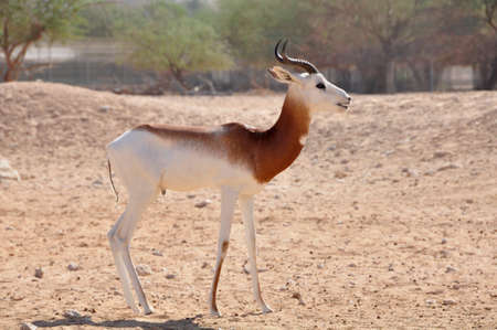 Gazelle, Dama (Gazella d.) Native to North Africa and here in the Middle Eastの写真素材