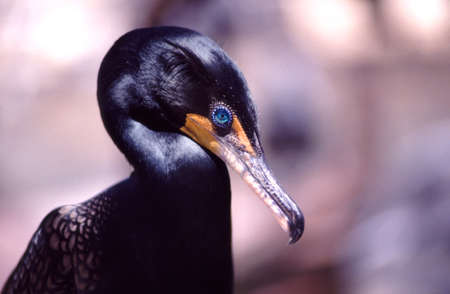 Double-crested Cormorant (Phalacrocorax auritus) Native only to the coastal areas of southern Floridaの写真素材