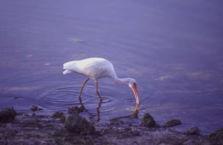 White Ibis (Eudocimus albus) A common shore bird of the Americas, found here on this beach in Virginia, USAの写真素材