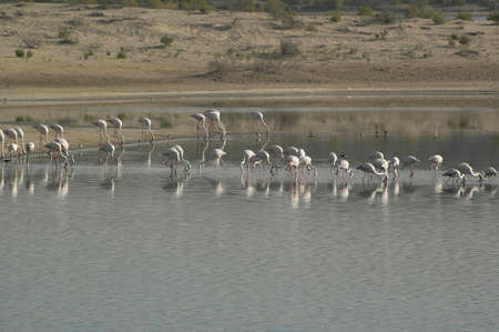 Flamingos (Gen; Phoenicopterus) Resting on their migration here in a pond near Mussafa, UAEの写真素材