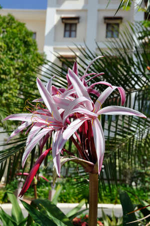 Spider Lily  (Crinum amabile) Blooming colourfully here in a hotel garden in Siem Reap, Cambodia, a large flower about 30 cm across the petalsの写真素材