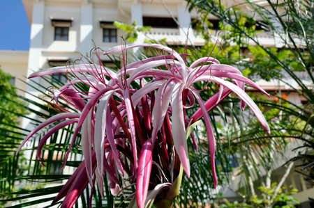 Spider Lily  (Crinum amabile) Blooming colourfully here in a hotel garden in Siem Reap, Cambodia, a large flower about 30 cm across the petalsの写真素材