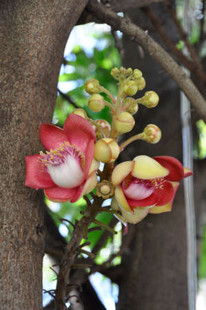 Cannonball tree (Couroupita guianensis) An unusual flower on an equally unusual tree, here in Cambodiaの写真素材