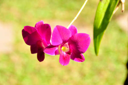 Orchids (Gen; Orchidaea) Blooming colourfully here in a hotel garden in Siem Reap, Cambodiaの写真素材