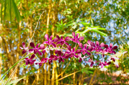 Orchids (Gen; Orchidaea) Blooming colourfully here in a hotel garden in Siem Reap, Cambodiaの写真素材