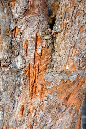 Bark pattern of eucalyptus tree (Fam; Myrtaceae). Natureâs abstract art on this ancient tree trunk in Cheng Du, Chinaの写真素材