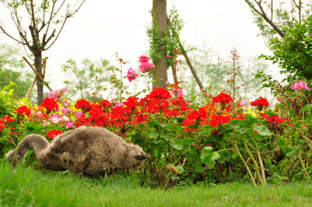 Assorted flowers & plants. All growing together here in the countryside around Cheng Du, Southern Chinaの写真素材