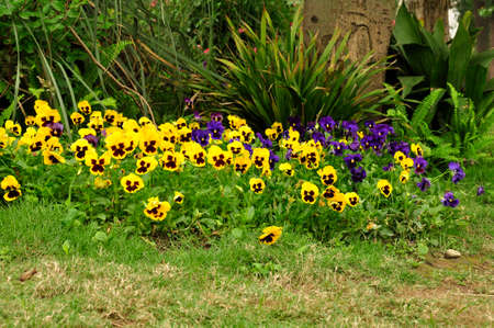 Assorted flowers & plants. All growing together here in the countryside around Cheng Du, Southern Chinaの写真素材