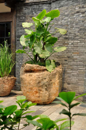 Elephant ear plant (Colocasia). Looking beautiful here in a plant pot in Cheng Du, Chinaの写真素材