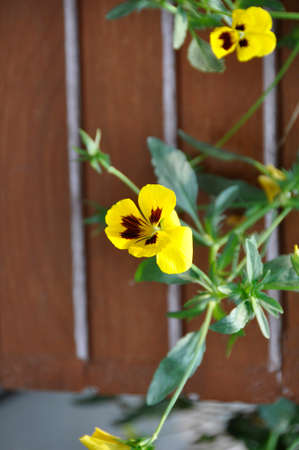 Pansy (Viola tricolor). Blooming colourfully here in the city of Cheng Du, Southern Chinaの写真素材