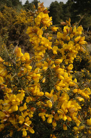 Gorse or Furze (Ulex europaeus). A prickly yellow flowered bush growing prolifically here in the New Forest National Park, Hampshire, Englandの写真素材