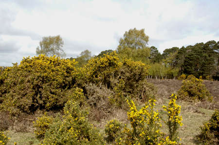 Gorse or Furze (Ulex europaeus). A prickly yellow flowered bush growing prolifically here in the New Forest National Park, Hampshire, Englandの写真素材