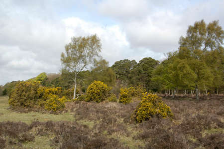 Gorse or Furze (Ulex europaeus).  A prickly yellow flowered bush growing prolifically here in the New Forest National Park, Hampshire, Englandの写真素材