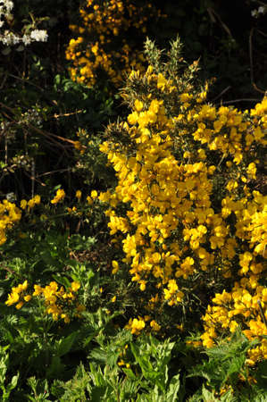 Gorse or Furze (Ulex europaeus). A prickly yellow flowered bush growing prolifically here in the New Forest National Park, Hampshire, Englandの写真素材