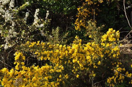 Gorse or Furze (Ulex europaeus). A prickly yellow flowered bush growing prolifically here in the New Forest National Park, Hampshire, Englandの写真素材