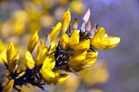 Gorse or Furze (Ulex europaeus). A prickly yellow flowered bush growing prolifically here in the New Forest National Park, Hampshire, Englandの写真素材