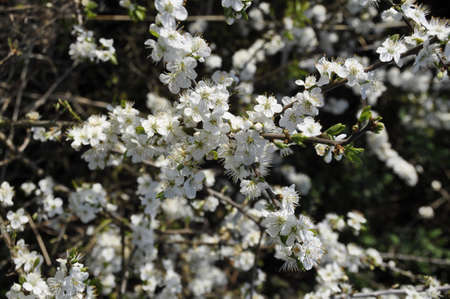 Blackthorne (Prunus spinosa). Grows wild or is planted as hedges in Southern English farming and countryside areasの写真素材