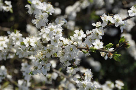 Blackthorne (Prunus spinosa). Grows wild or is planted as hedges in Southern English farming and countryside areasの写真素材