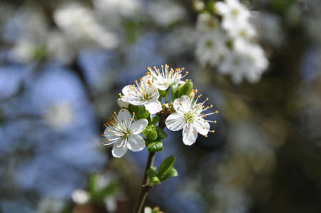 Blackthorne (Prunus spinosa). Grows wild or is planted as hedges in Southern English farming and countryside areasの写真素材