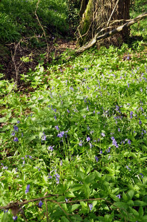 Bluebells (Hyacinthoides non-scripta). Blooming colourfully to carpet the forest floors all over Great Britain during springの写真素材