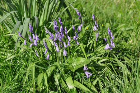 Bluebells (Hyacinthoides non-scripta). Blooming colourfully to carpet the forest floors all over Great Britain during springの写真素材