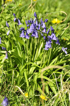 Bluebells (Hyacinthoides non-scripta). Blooming colourfully to carpet the forest floors all over Great Britain during springの写真素材