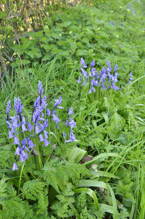 Bluebells (Hyacinthoides non-scripta). Blooming colourfully to carpet the forest floors all over Great Britain during springの写真素材