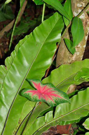 Coco Yam (Colocasia esculenta). A colourful large-leafed plant growing here in the countryside of...