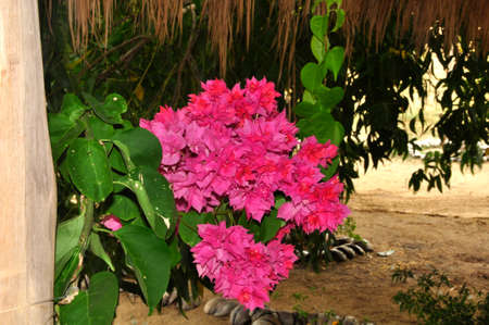 Bougainvillea (B. spectabilis). Native to South America but growing colourfully in the countryside of Sri Lankaの写真素材