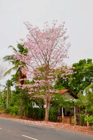 Jacaranda (J. mimosifolia). Growing here in the countryside of Sri Lanka, along a main highwayの写真素材