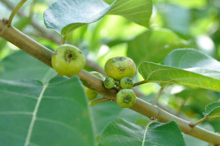 Water Apple (Eugenia aquea). Growing wild here in the countryside of South Eastern Thailandの写真素材
